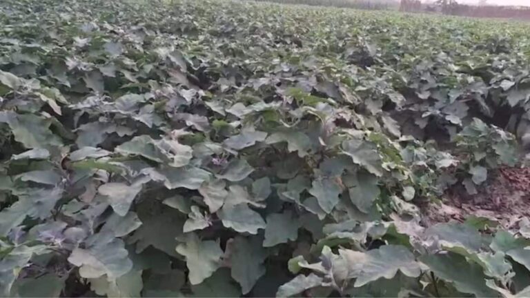 Agriculture Tips: सब्जियों की खेती से चमकी किस्मत, हर सीजन मिल रहा लाखों का मुनाफा