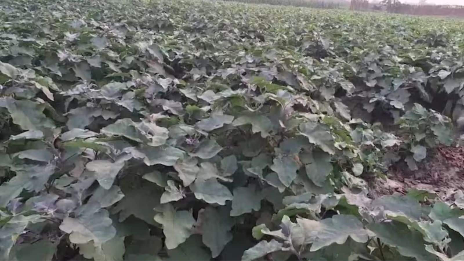 Agriculture Tips: सब्जियों की खेती से चमकी किस्मत, हर सीजन मिल रहा लाखों का मुनाफा