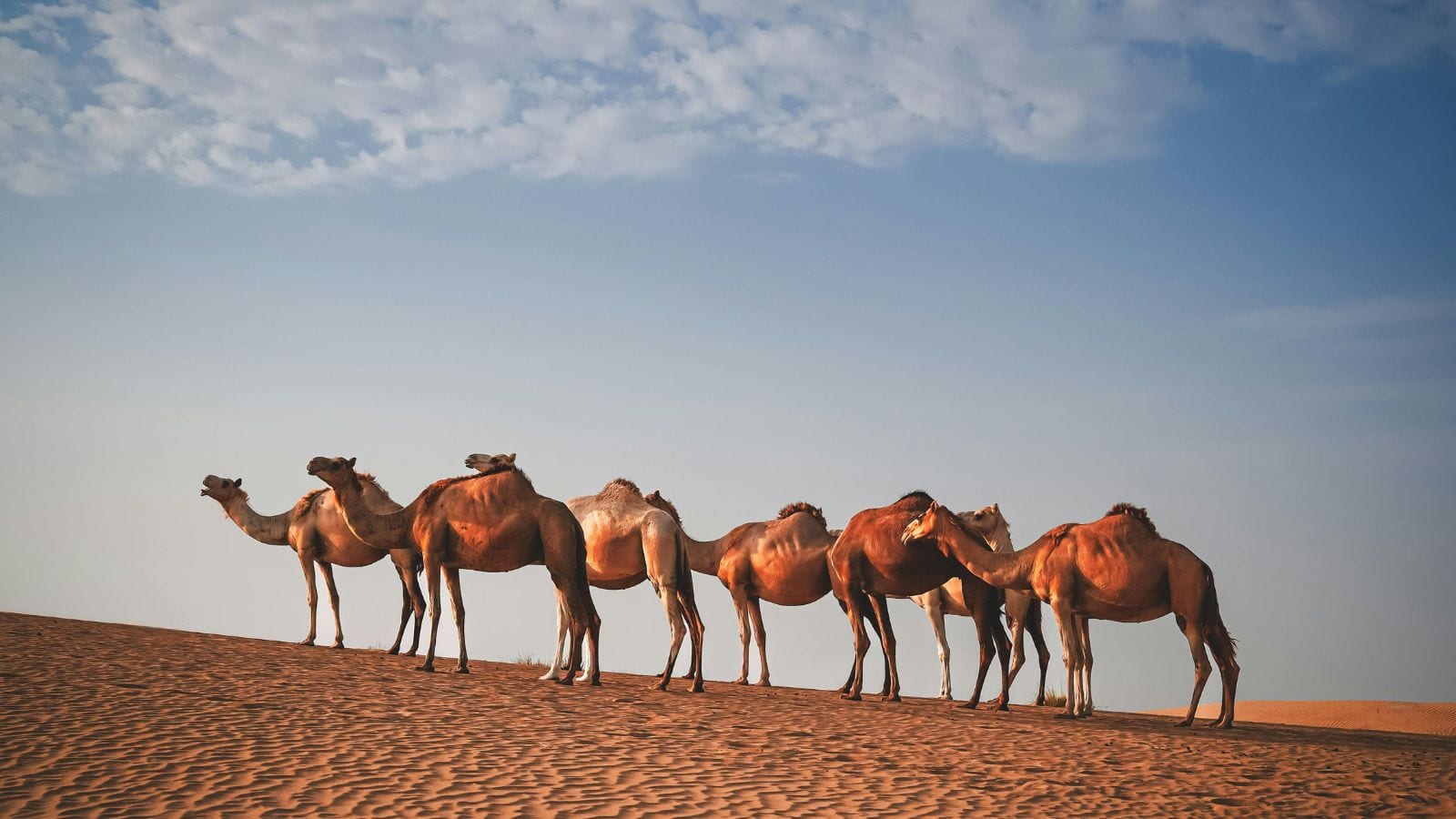 ये जानवर नहीं होते अंधे, आंखें बंद होने पर भी देख लेते हैं सब!