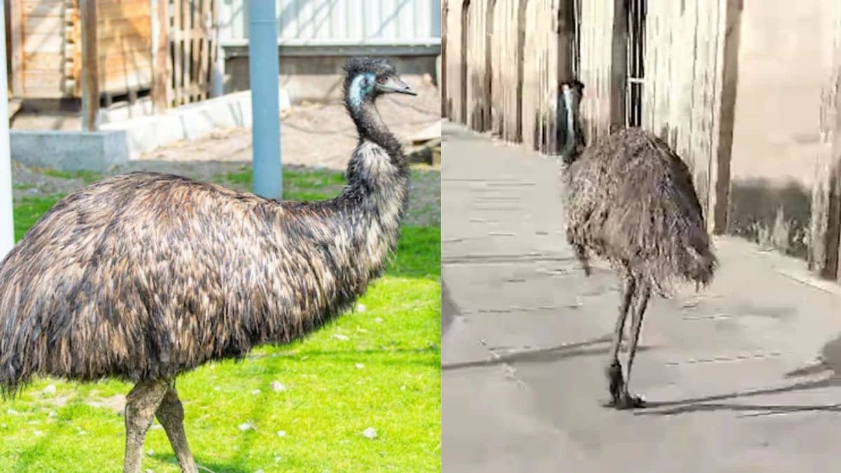 भटक गया, किसी ने पाला या फिर कुछ और...बहू बेगम मकबरा परिसर में दिखा ऑस्ट्रेलियाई पक्षी; उड़ नहीं सकता फिर कैसे पहुंचा रामनगरी अयोध्‍या?