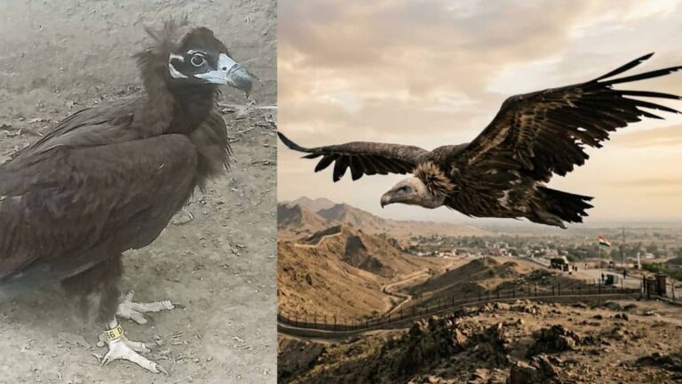 MP से उड़कर पाकिस्तान पहुंचा घायल गिद्ध, सरहद पार मिली नई जिंदगी; वायरल हुई रेस्क्यू की तस्वीरें