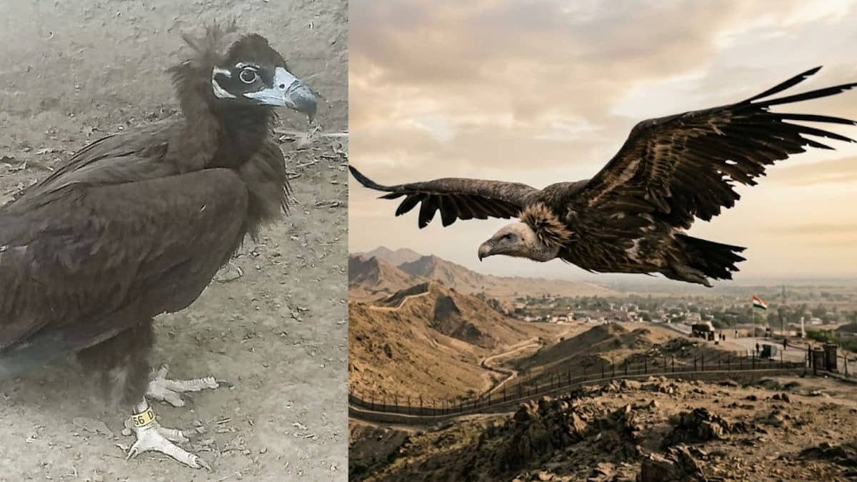 MP से उड़कर पाकिस्तान पहुंचा घायल गिद्ध, सरहद पार मिली नई जिंदगी; वायरल हुई रेस्क्यू की तस्वीरें