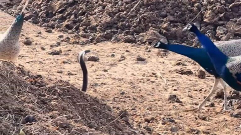 Cobra vs Peacock: फन उठाए कोबरा के सामने डटा मोर, नजारा हुआ वायरल