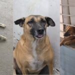 Delhi: 'ढोलू-कद्दू कहां गायब हुए', 2 कुत्तों को लेकर सोशल मीडिया पर क्यों छिड़ा संग्राम? विवाद बढ़ने पर एयरपोर्ट प्रशासन को देनी पड़ी सफाई