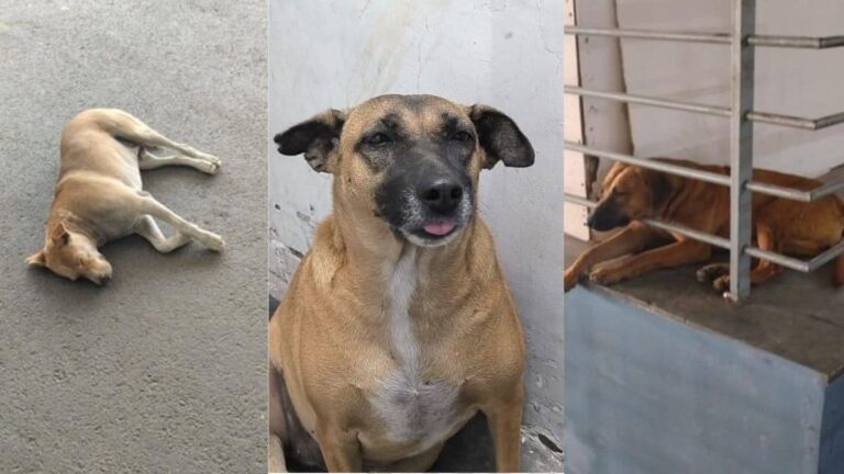 Delhi: 'ढोलू-कद्दू कहां गायब हुए', 2 कुत्तों को लेकर सोशल मीडिया पर क्यों छिड़ा संग्राम? विवाद बढ़ने पर एयरपोर्ट प्रशासन को देनी पड़ी सफाई