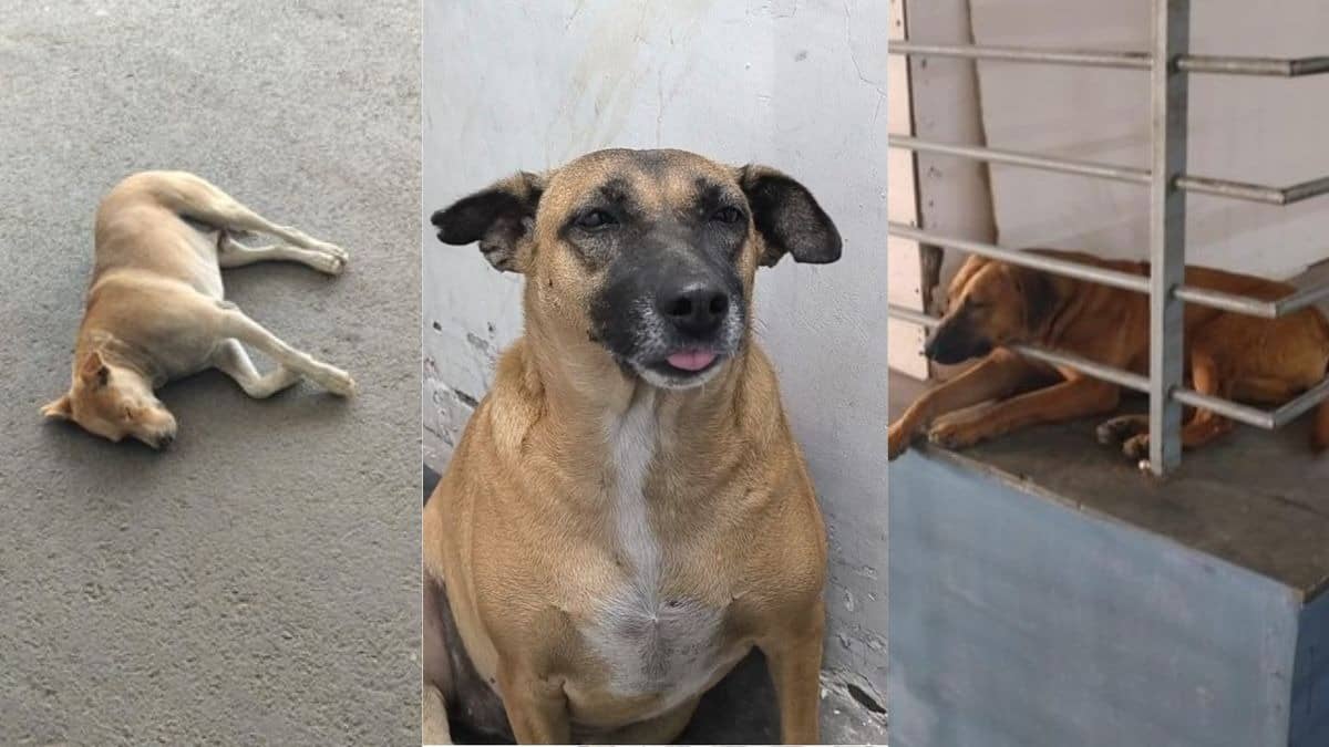 Delhi: 'ढोलू-कद्दू कहां गायब हुए', 2 कुत्तों को लेकर सोशल मीडिया पर क्यों छिड़ा संग्राम? विवाद बढ़ने पर एयरपोर्ट प्रशासन को देनी पड़ी सफाई
