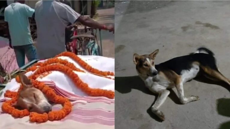 Street Dog Kali: जहरीले सांप से लड़ 30 बच्चों को बचा काली खुद हार गई जिंदगी की जंग, इमोशनल कर देगी ये स्टोरी