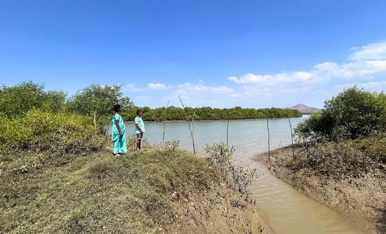 भारत: महाराष्ट्र के एक गाँव में मैन्ग्रोव वनों की बहाली