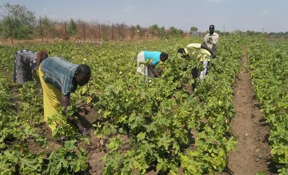 दक्षिण सूडान: दक्षिण-दक्षिण सहयोग और UNDP ने बोए समृद्धि के बीज
