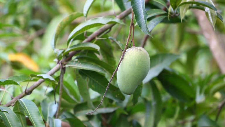 आंधी के बाद बर्बाद न करें कच्चे आम, इन आसान तरीकों से करें इस्तेमाल