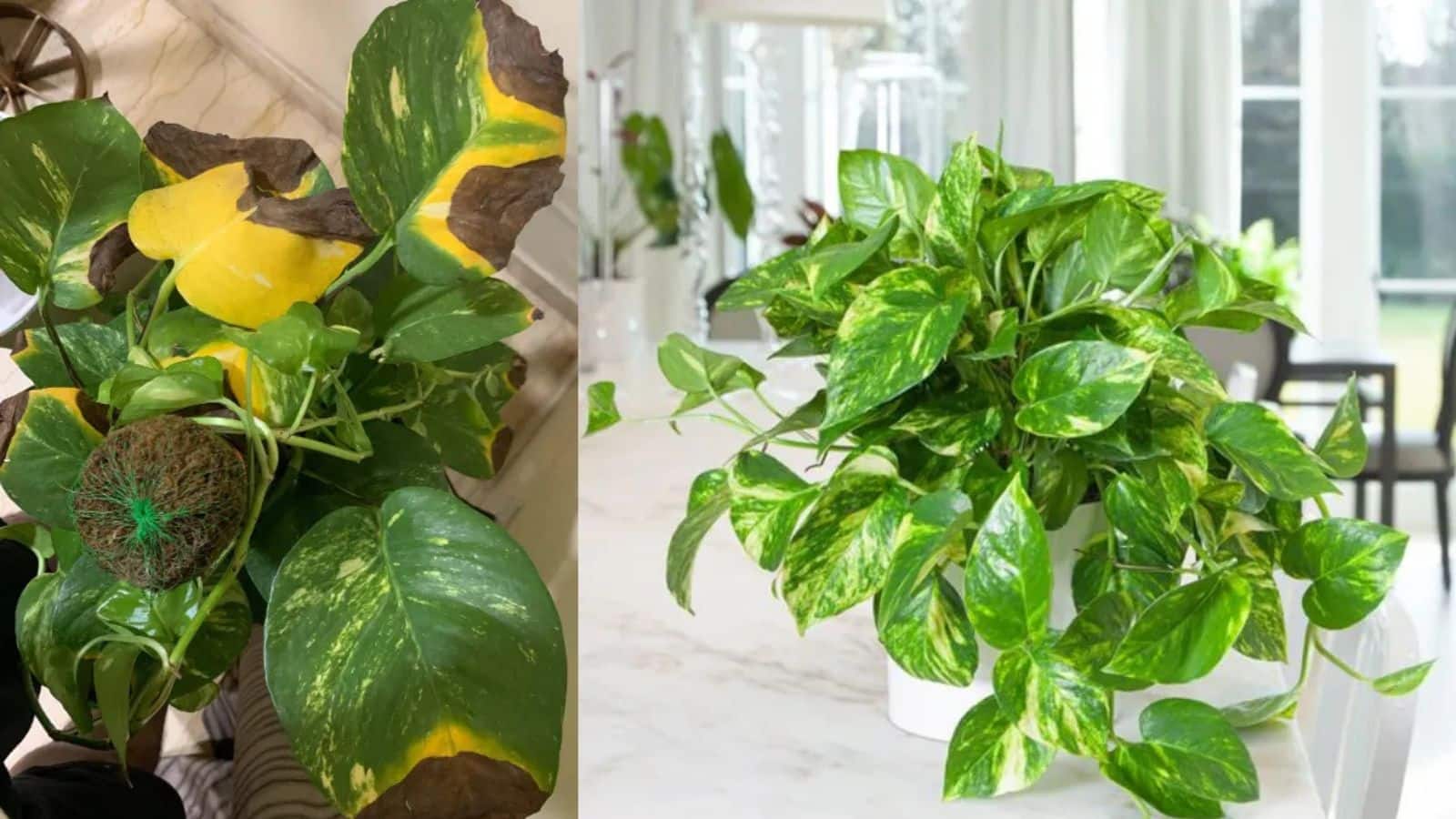 Money Plant: हरा-भरा मनी प्लांट हो रहा खराब! समझें वजह और अपनाएं सही देखभाल टिप्स