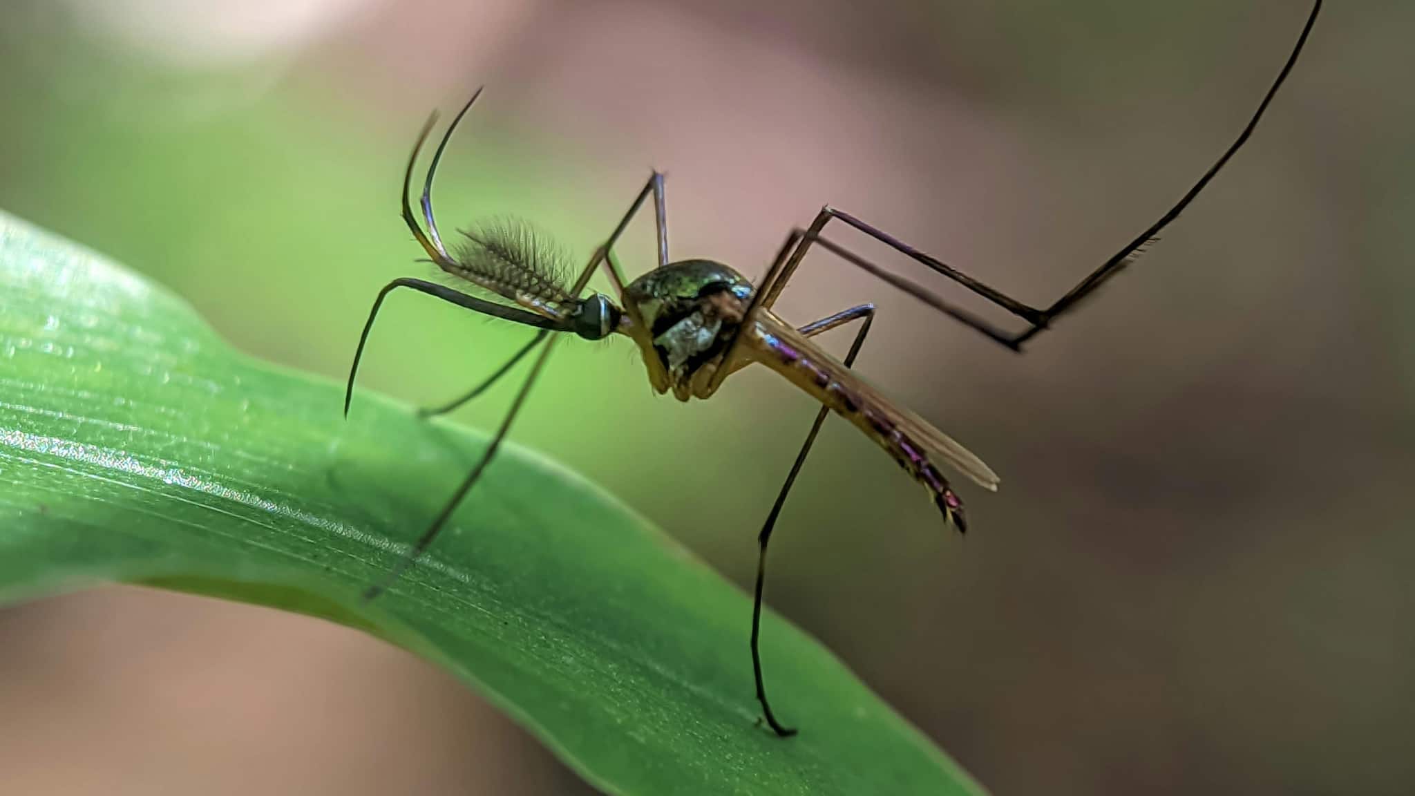 Tips & Tricks: मच्छरों से छुटकारा पाने का देसी जुगाड़! बिना पैसे के अपनाएं ये उपाय