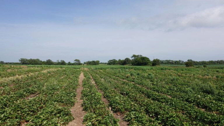 Peanut Farming: अगर आपके पास है जमीन, तो मूंगफली से ऐसे कमाएं मोटा पैसा