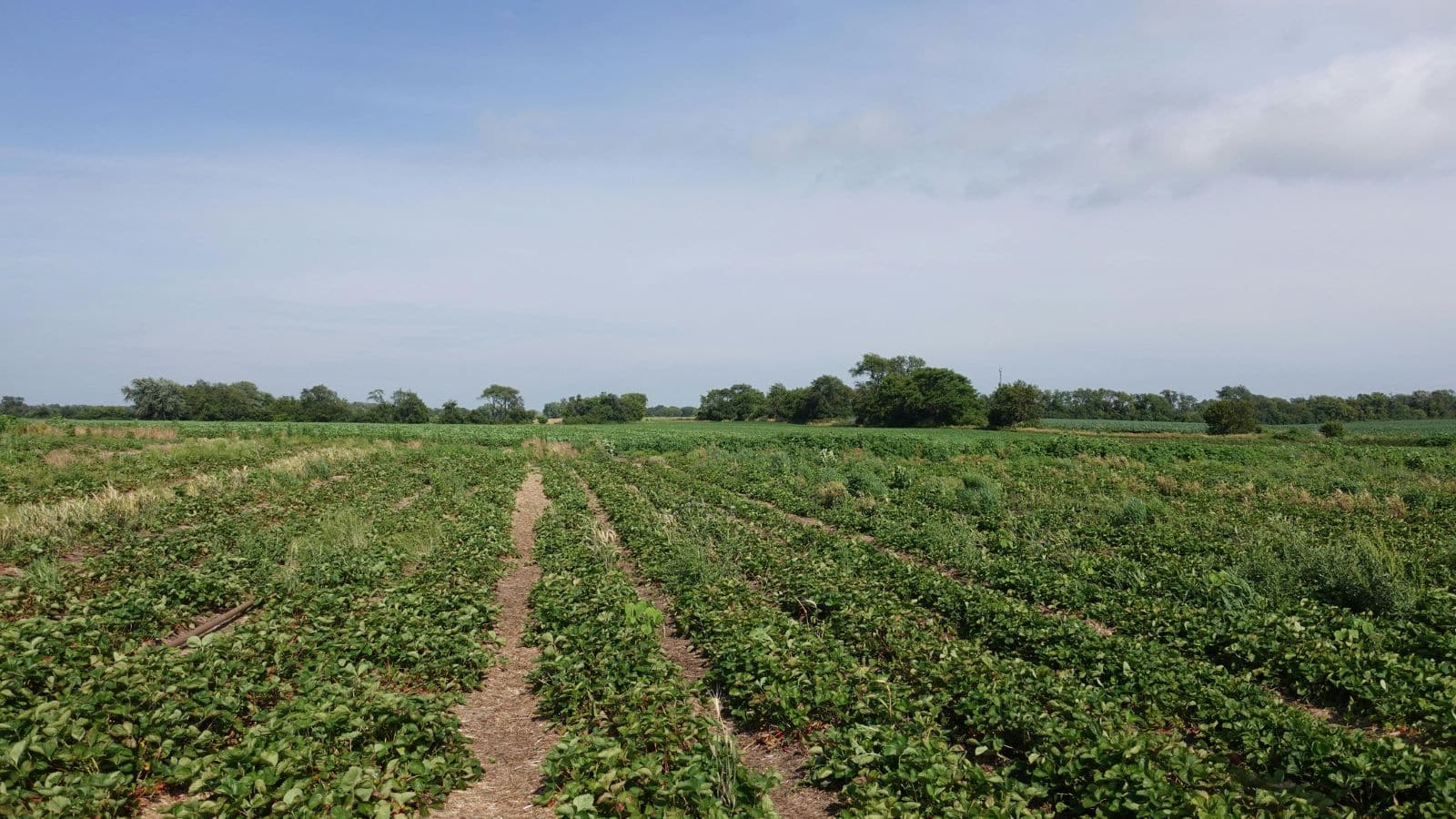Peanut Farming: अगर आपके पास है जमीन, तो मूंगफली से ऐसे कमाएं मोटा पैसा