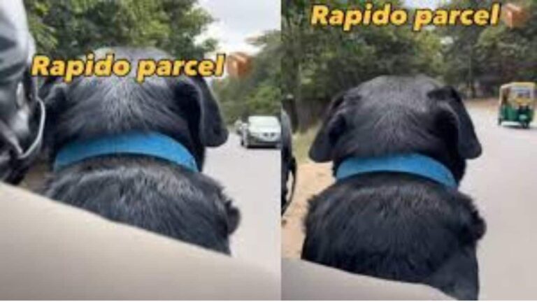Dog delivery parcel video: डिलीवरी बॉय को मिला सबसे अनोखा पार्सल, वीडियो देख लोग रह गए दंग