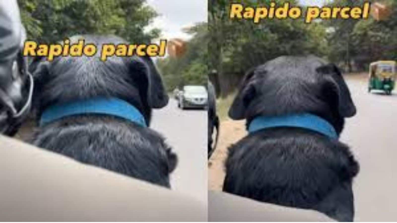 Dog delivery parcel video: डिलीवरी बॉय को मिला सबसे अनोखा पार्सल, वीडियो देख लोग रह गए दंग