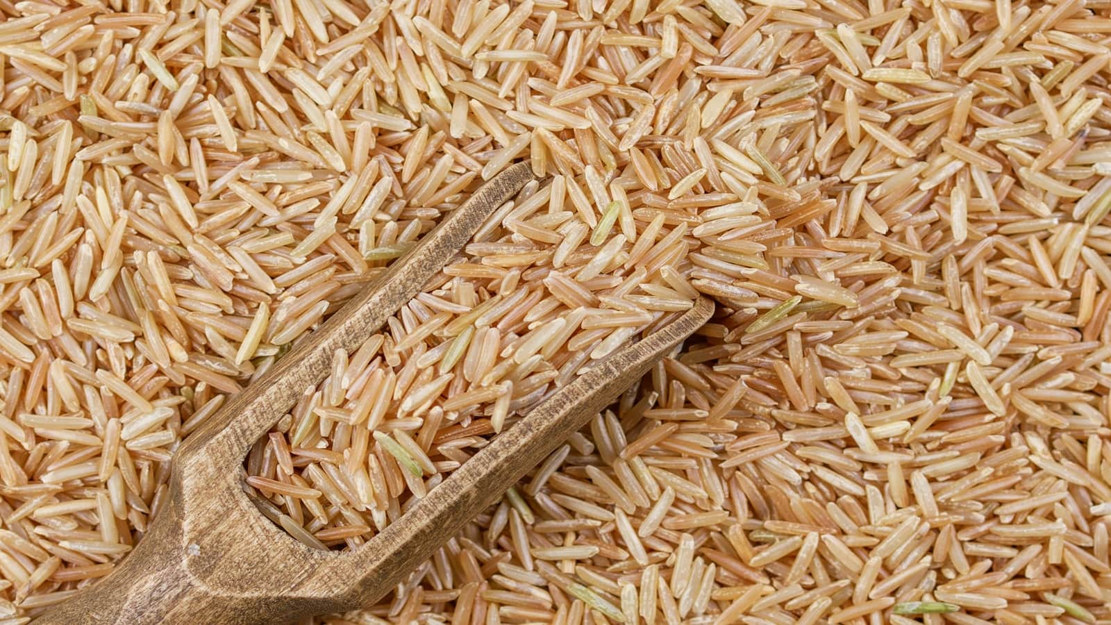 Rice News: UN रिपोर्ट ने बढ़ाई टेंशन, घटेगा का चावल का उत्पादन, एक्सपोर्ट भी 7.5% गिरी, अब क्या होगा आगे