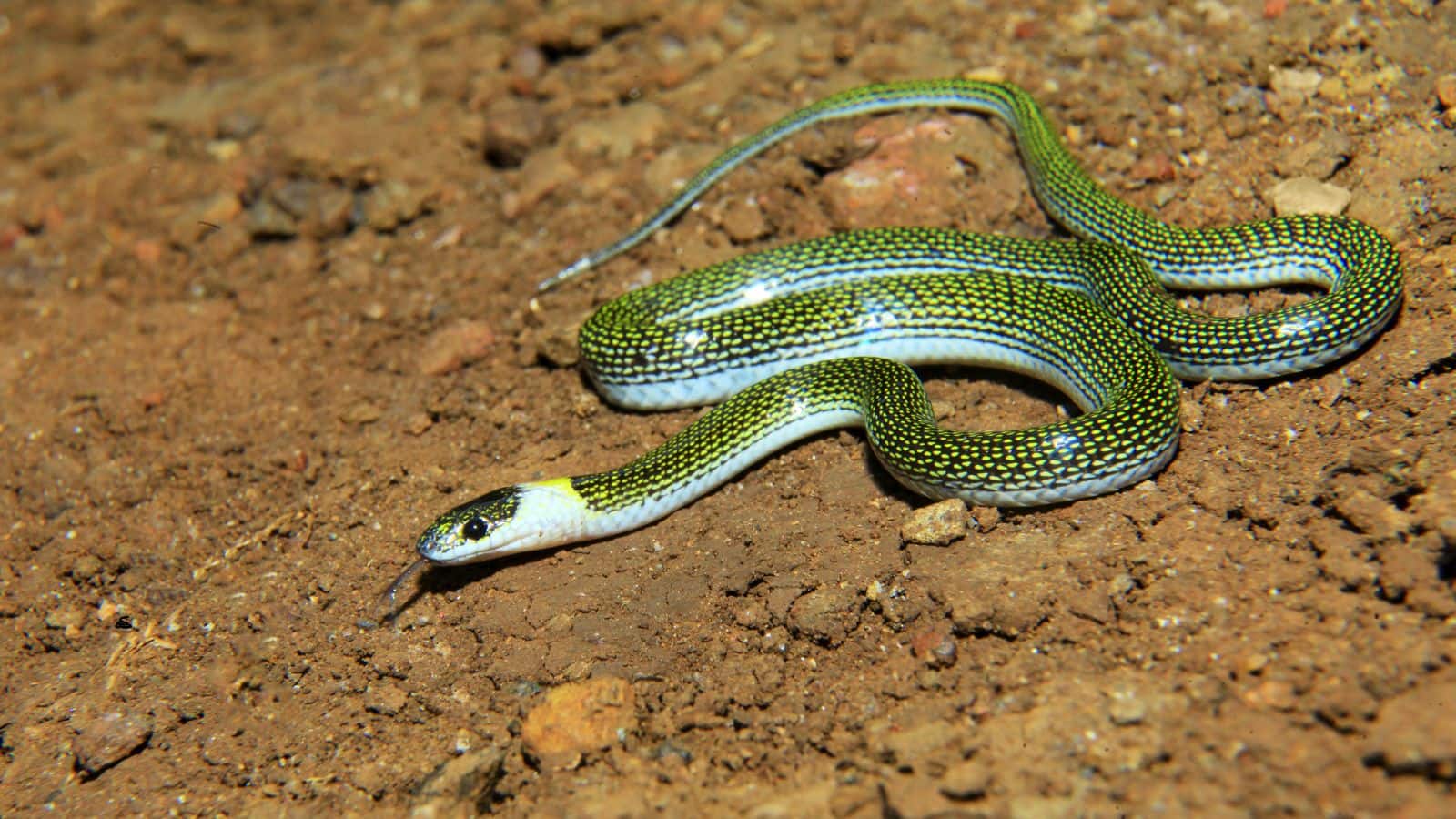 Snake: जंगलों में नहीं, जमीन के अंदर रहता है ये सांप, कहानी हैरान कर देगी