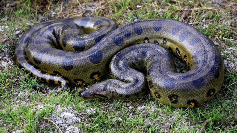 Snake: सांप दिखते ही की ये गलती? एक पल में बन सकते हैं आरोपी, सीधे पहुंच सकते हैं जेल!