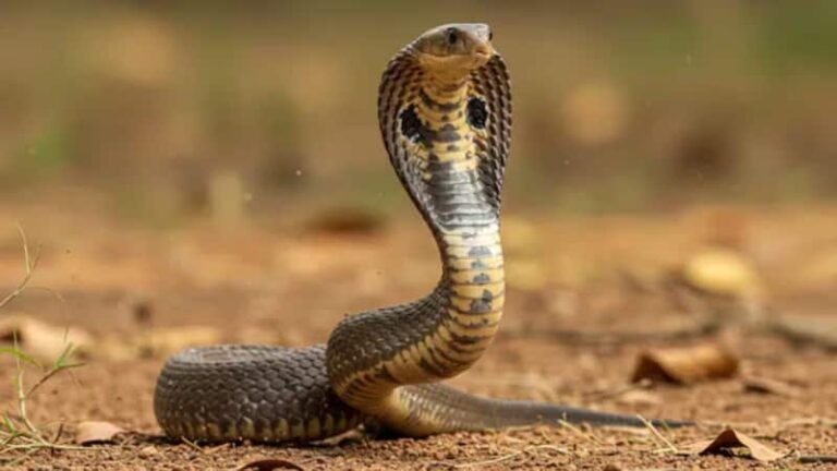 Snake: दुनिया के सबसे खतरनाक सांप, जिनका जहर पलभर में ले सकता है जान