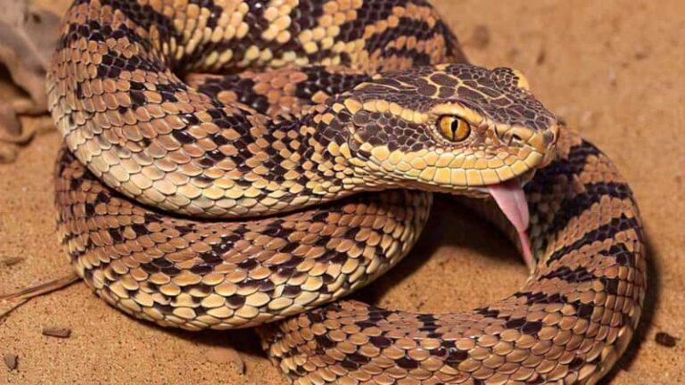 Snake: भारत में बना कमाल का इनोवेशन! अब सांप अचानक नहीं डस पाएगा, पहले ही मिलेगा अलर्ट