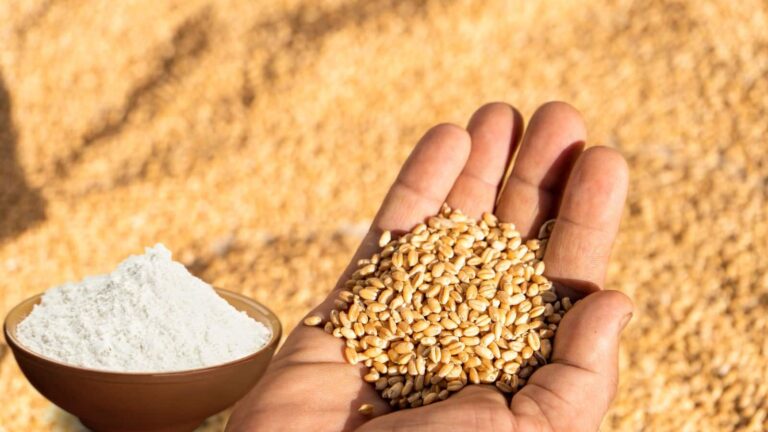 Wheat news: MSP के नीचे फिसला गेहूं का दाम, एक्सपोर्ट में भी होगी बढ़ोतरी