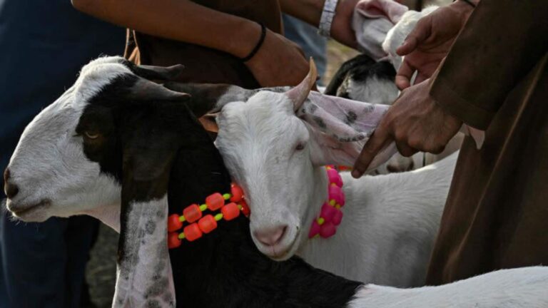 Bakrid Do's Don'ts List: बकरीद से पहले जारी हुआ ये नया नोटिस और डायरेक्टिव, जानिए क्या कर सकते हैं और क्या नहीं