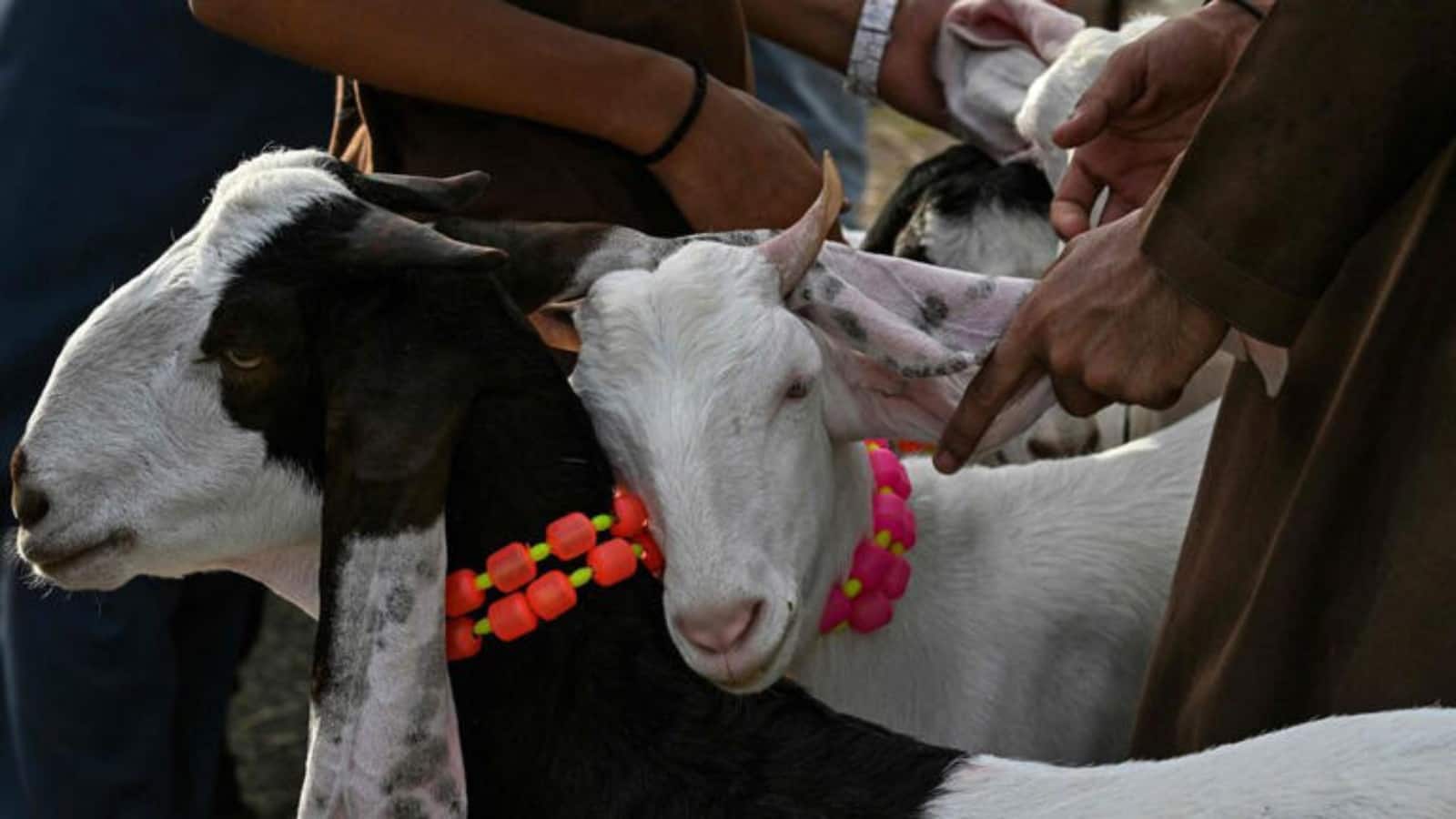Bakrid Do's Don'ts List: बकरीद से पहले जारी हुआ ये नया नोटिस और डायरेक्टिव, जानिए क्या कर सकते हैं और क्या नहीं