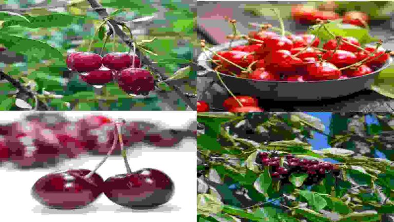 सिर्फ 33 घंटों में जम्मू से बांद्रा टर्मिनल पर पहुंच जाएगी कश्मीर की रसीली रेड चेरी! इसके किसानों की बदल जाएगी तकदीर