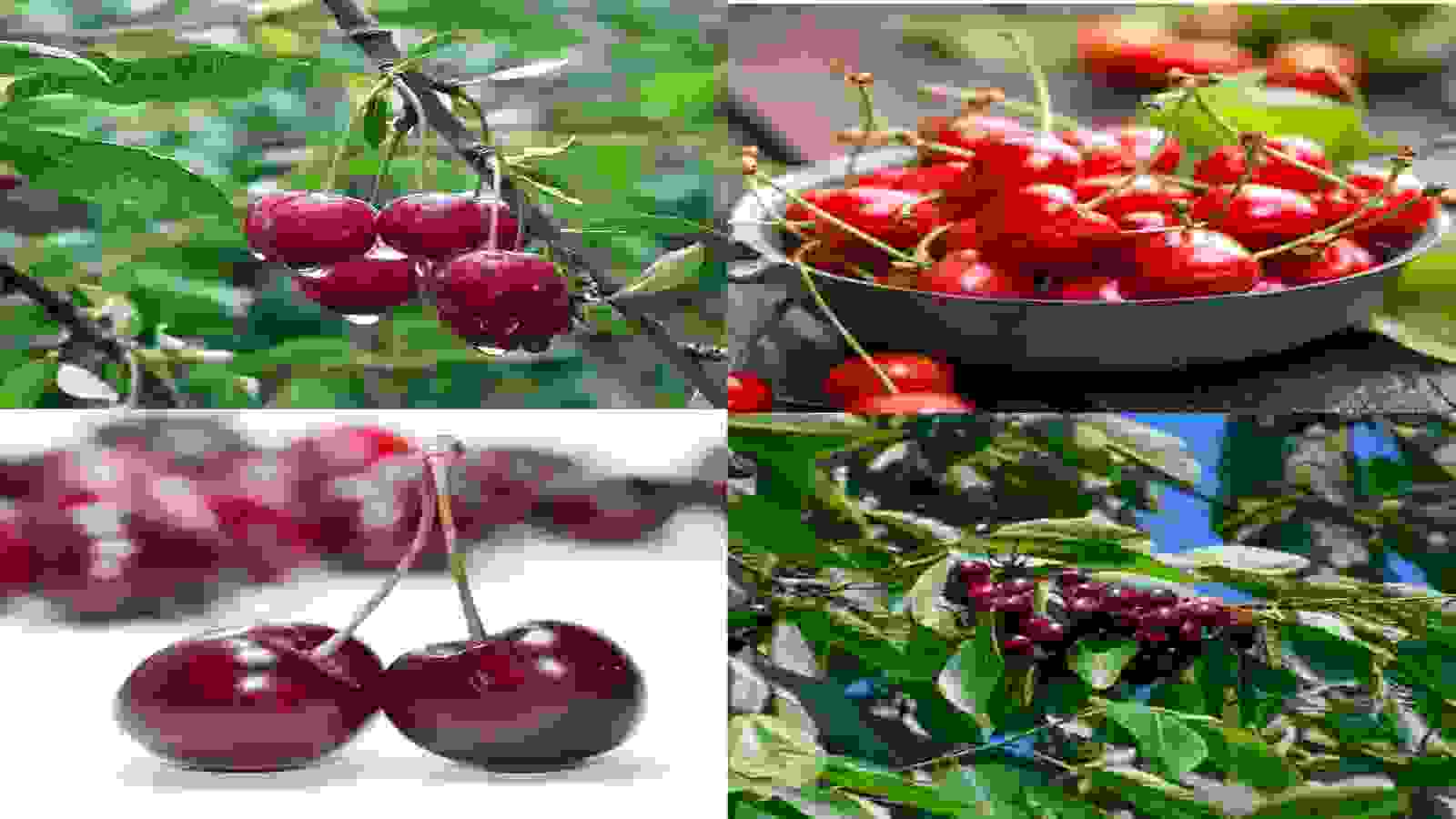 सिर्फ 33 घंटों में जम्मू से बांद्रा टर्मिनल पर पहुंच जाएगी कश्मीर की रसीली रेड चेरी! इसके किसानों की बदल जाएगी तकदीर