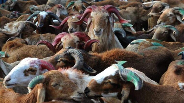 Bakrid Kurbani: एसी रूम में सोने वाले बकरे, दुंबा भी मंडी में पहुंचे! बकरीद पर कुर्बानी के लिए इनका रेट इतना कि खरीद लें SUV