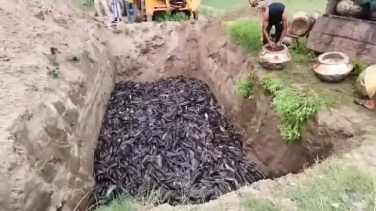 Thai Mangur Fish: बिहार में मांगुर मछलियों को गड्ढे में क्यों गाड़ा जा रहा है? सामने आई बड़ी वजह