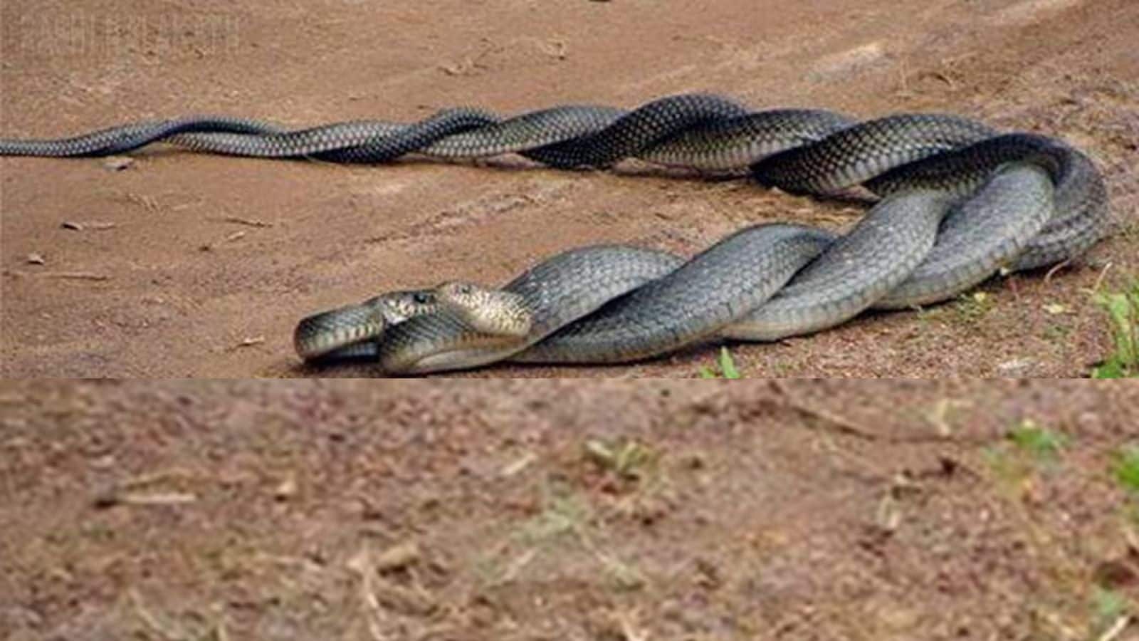 Snake: 10 साल तक सिंगल रह सकते हैं ये सांप, सही साथी के बिना नहीं बनाते जोड़ी