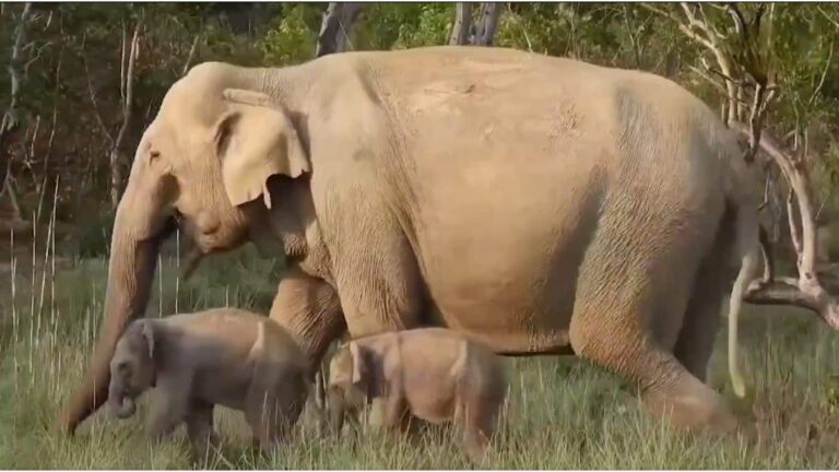 Elephant twin calves video: हाथी को जुड़वा बच्चे कैसे होते हैं? 680 दिन की ये प्रेगनेंसी किसी चमत्कार से कम नहीं