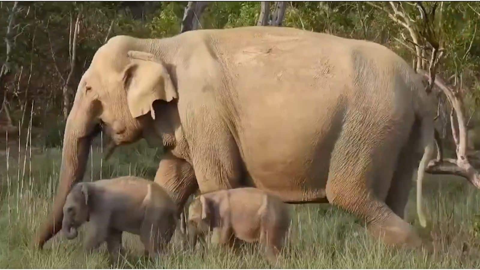 Elephant twin calves video: हाथी को जुड़वा बच्चे कैसे होते हैं? 680 दिन की ये प्रेगनेंसी किसी चमत्कार से कम नहीं
