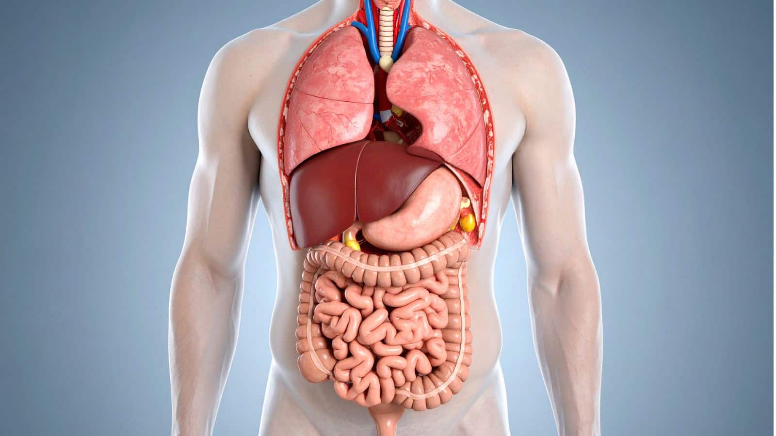 Fatty Liver: लिवर में जमी चर्बी का चकाचक इलाज! ये 7 चीजें बदल देंगी आपकी सेहत और कुछ ही हफ्तों में दिखेगा जबरदस्त फर्क