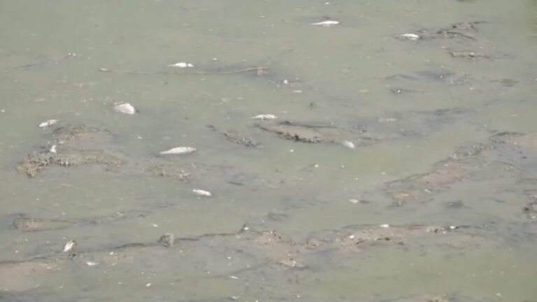 Delhi Dead Fish Video: दिल्ली की हीटवेव में तड़प-तड़प कर मर गईं मछलियां! 28 मई तक डेंजरस लू के लिए IMD ने ये बताया