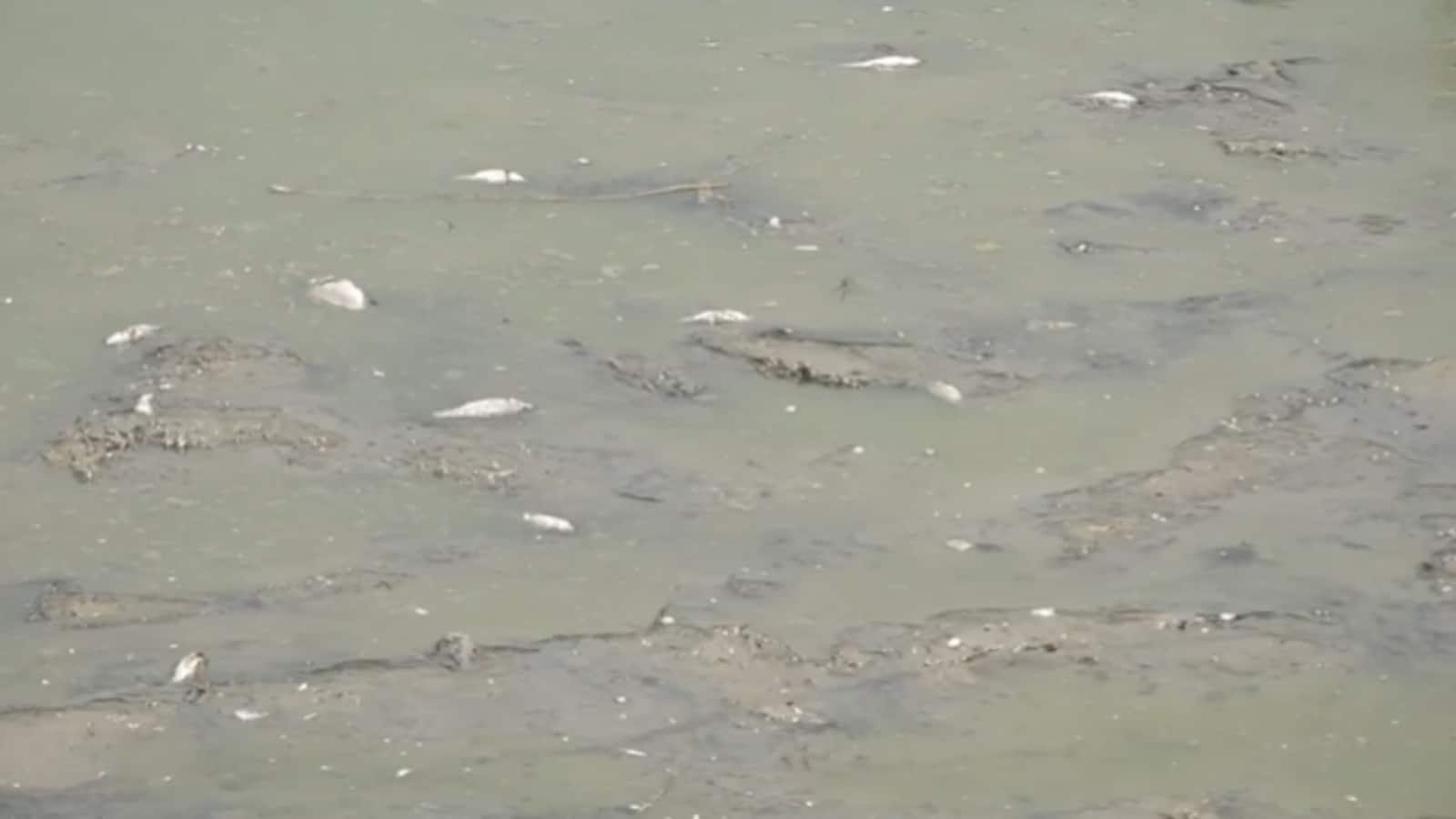Delhi Dead Fish Video: दिल्ली की हीटवेव में तड़प-तड़प कर मर गईं मछलियां! 28 मई तक डेंजरस लू के लिए IMD ने ये बताया