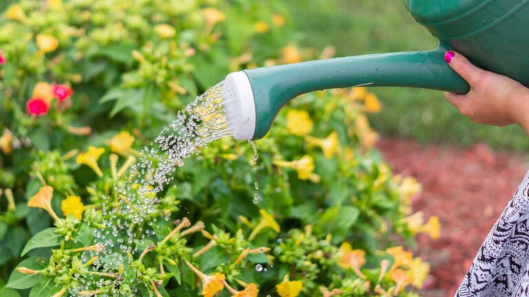 Gardening Tips: गर्मी में पौधों की देखभाल के आसान तरीके, घर की चीजों से करें बचाव