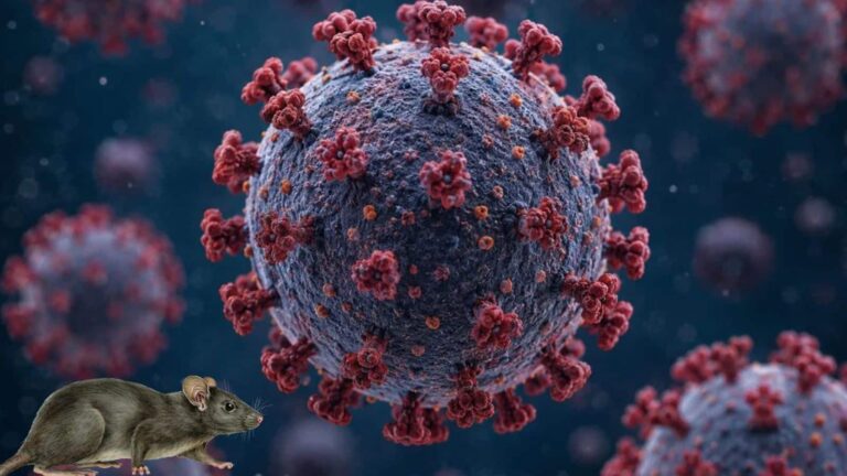 Hantavirus: हंता वायरस से जुड़े इन 7 मिथकों पर अगर आप भी कर रहे हैं भरोसा, तो पहले जान लें एक्सपर्ट्स की राय