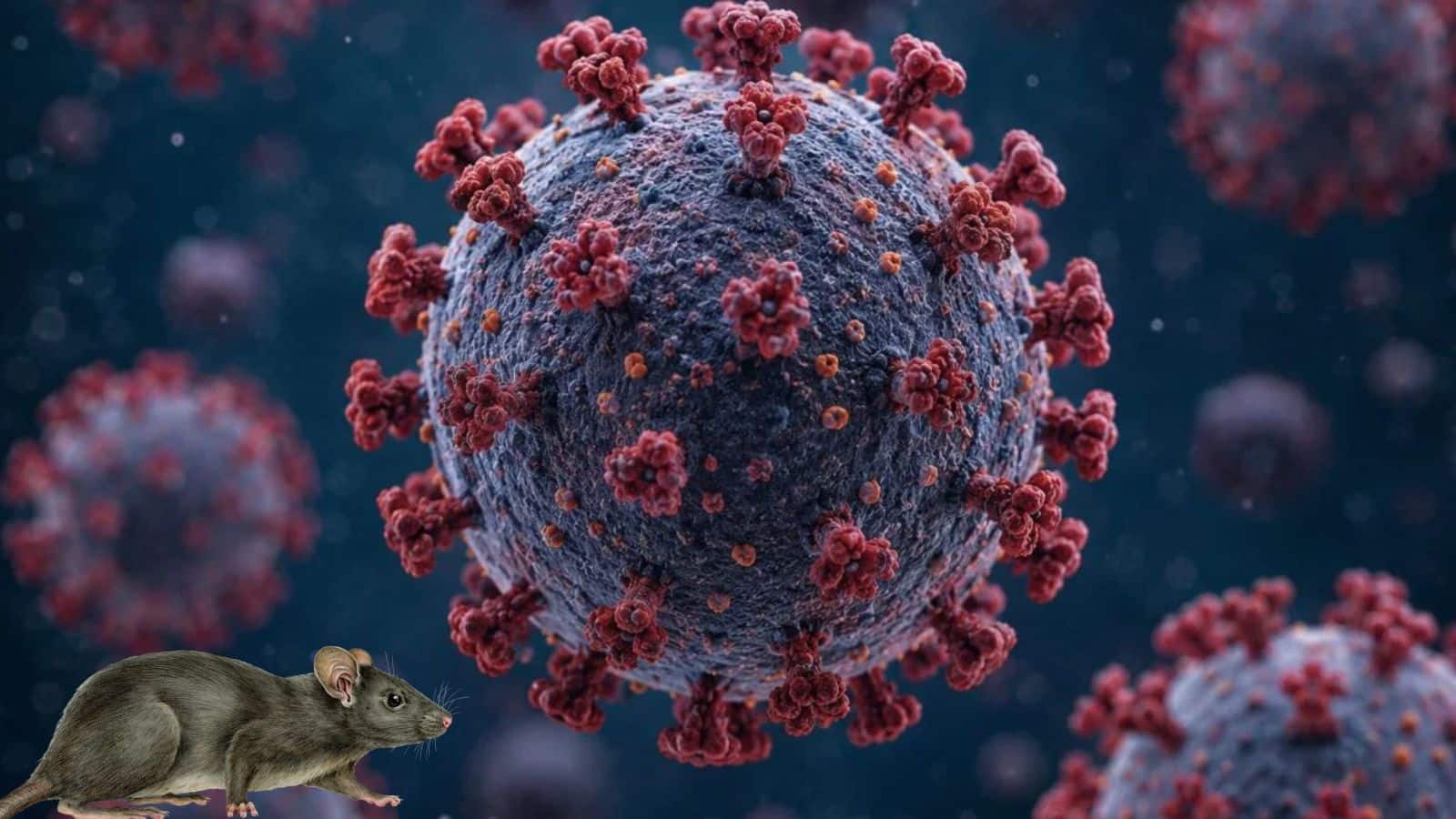 Hantavirus: हंता वायरस से जुड़े इन 7 मिथकों पर अगर आप भी कर रहे हैं भरोसा, तो पहले जान लें एक्सपर्ट्स की राय