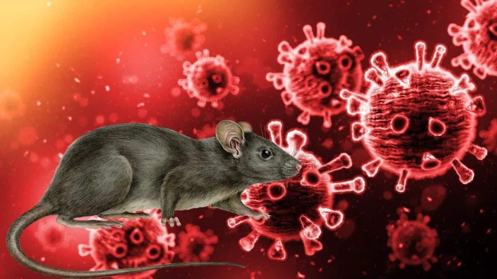 Hanta Virus: क्या घर के चूहों से भी फैल सकता है हंता वायरस का संक्रमण? इसके बारे में सारी बातें जान लीजिए