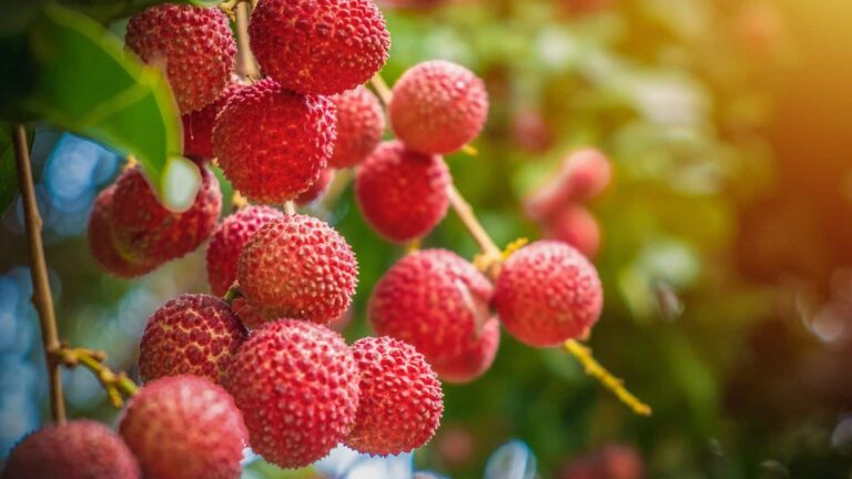 Lychee Benefits: लीची के 7 बड़े फायदे, स्किन से लेकर वजन तक मिलेगा जबरदस्त फायदा