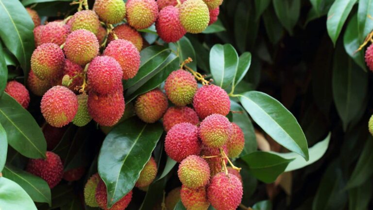 Lychee: लीची खाने से पहले जरूर जानें इसके फायदे और रिस्क, वरना हो सकता है नुकसान