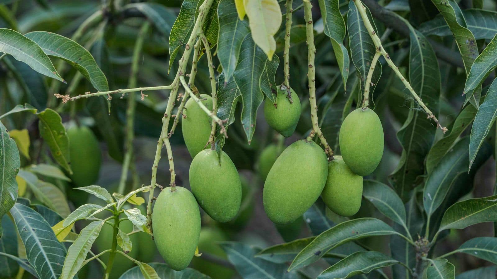 Gardening Tips: बिना ज्यादा खर्च के घर में उगाएं केमिकल-फ्री आम, ये है आसान प्रोसेस
