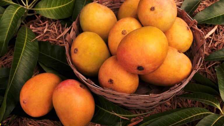 Mango Magic in Seattle: एक घंटे में ही सिएटल में बिक गए भारत के सारे केसर आम, लोग बोले- अरे भाई लंगड़ा भिजवा दो