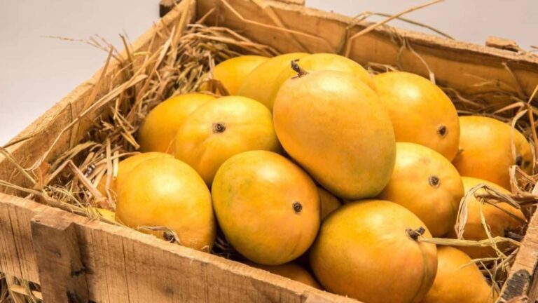 Mango Bucket Trick: जो आम आप खरीद रहे वो जहरीला और कार्बाइड से पका हुआ तो नहीं! डायटिशियन प्रिया दुबे से जानिए इसे पकड़ने का ट्रिक