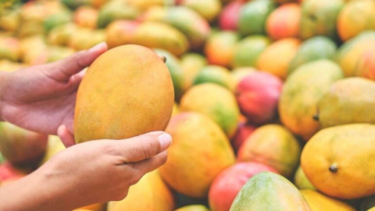 Japan Bans Indian Mangoes: जापान ने भारतीय आमों पर फिर से लगाया बैन, जानिए कैसे एक इंस्पेक्शन ने 20 साल के ट्रेड को रोका