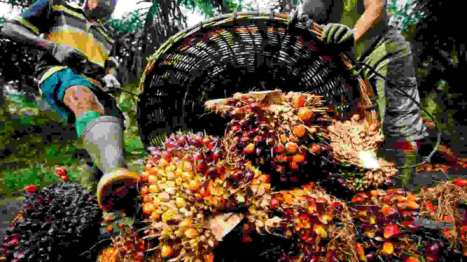 Palm oil: पाम की कीमतें 2 हफ्तों की ऊंचाई पर, बायोफ्यूल की मांग में सपोर्ट से जून में भी कीमतें रह सकती है 4400 रिंग्गित पर