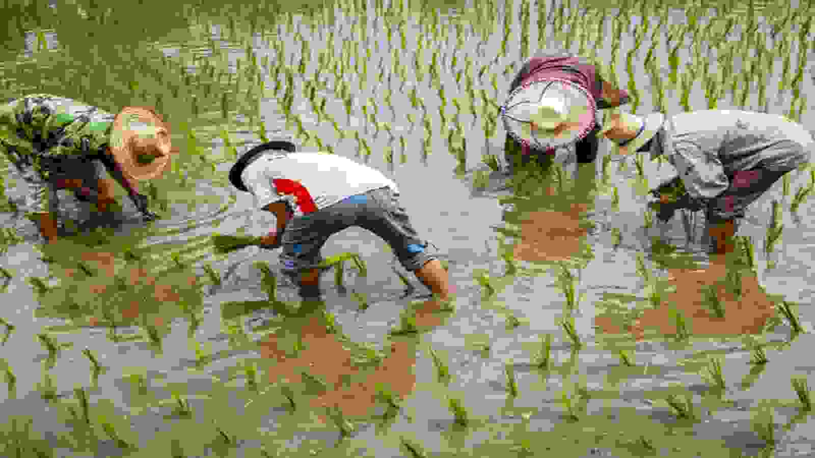 Rice News: ईरान युद्ध संकट के बीच दुनिया का सहारा बनेगा भारत का चावल!